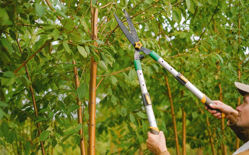 Tree trimming in Hebron, IL